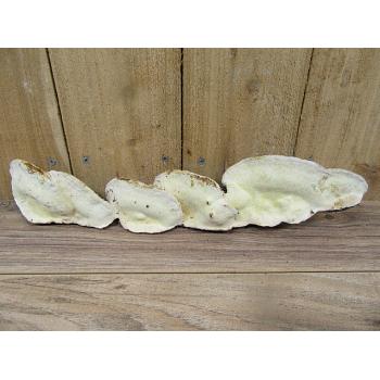 Tree Conk 16 Inch quadruple Specimen Tree Conk